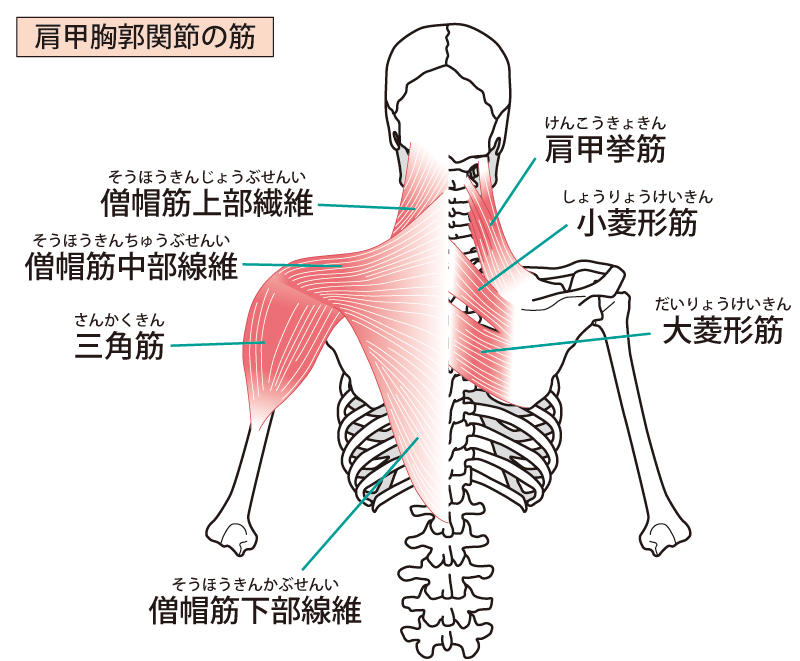 肩こり 僧帽筋説明