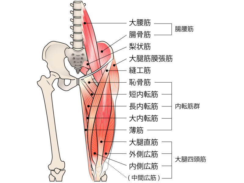 骨盤についてる筋肉